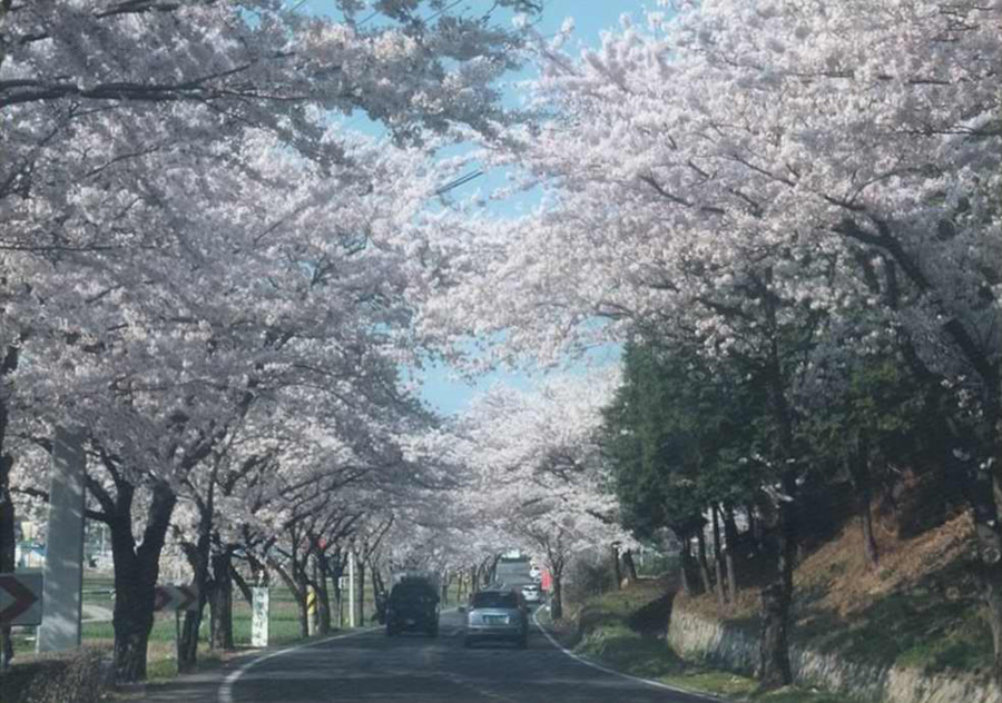 남해 노량 벚꽃길